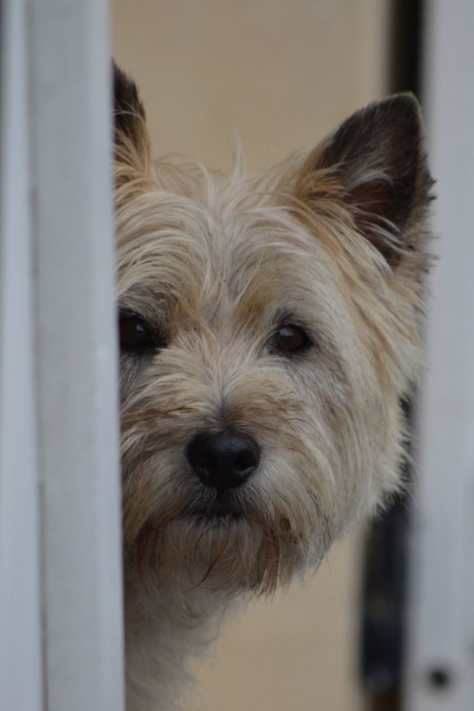 1500303002 cairn terrier