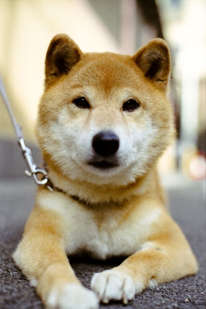 1500912970 shiba inu