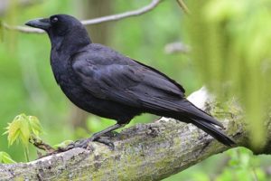 58ee8a0a 6974 473a a38e 96247ff8ff36 American Crow.GaryHenry