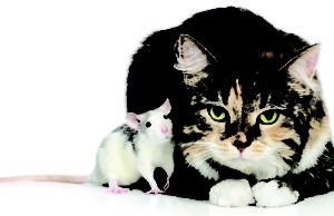 CAT20RAT 1