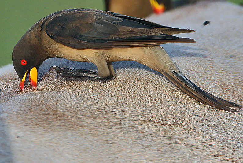 Flickr Rainbirder Yellow