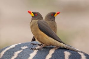 Yellow billed oxpeckers Buphagus africanus africanus on zebra