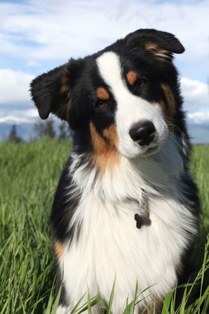 australian shepherd