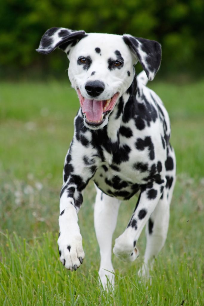 dalmatian