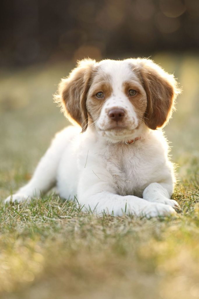 gallery 1500922382 brittany spaniel