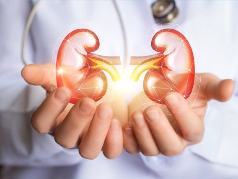 kidneys in hands