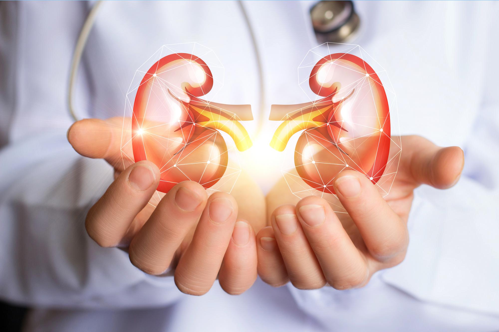 kidneys in hands