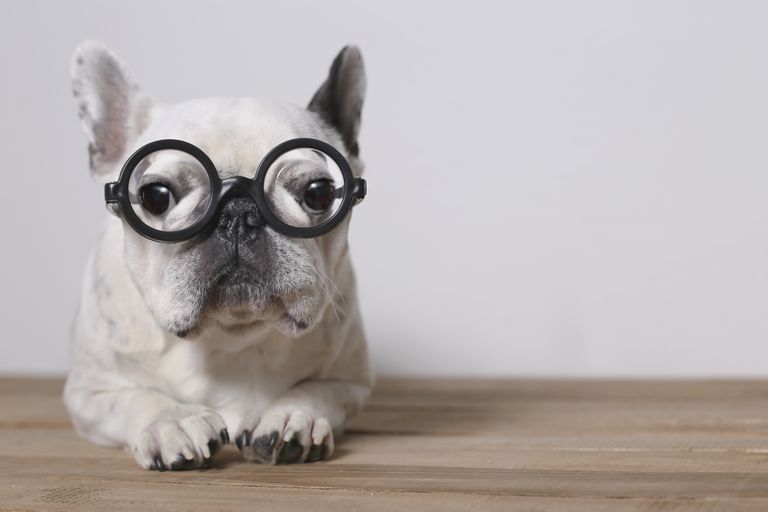 portrait of french bulldog wearing glasses 647335229 5a53a1205b6e2400379241cd