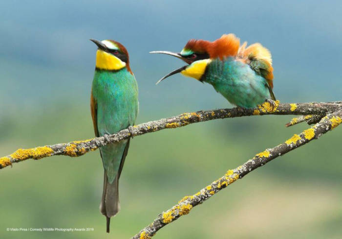 Adorable Photos From The 2019 Comedy Wildlife Photography Awards 1