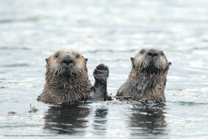 Adorable Photos From The 2019 Comedy Wildlife Photography Awards 10