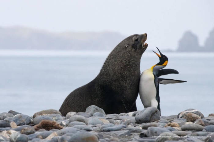 Adorable Photos From The 2019 Comedy Wildlife Photography Awards 11