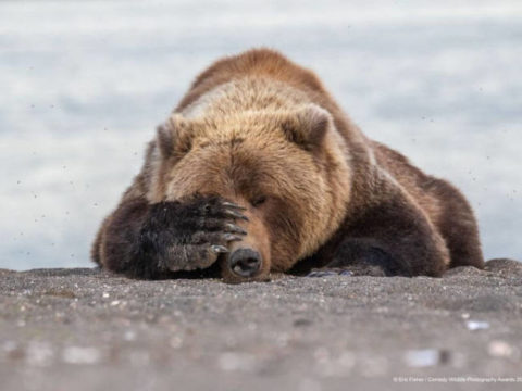 Adorable Photos From The 2019 Comedy Wildlife Photography Awards 13