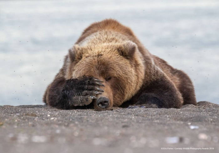 Adorable Photos From The 2019 Comedy Wildlife Photography Awards 13