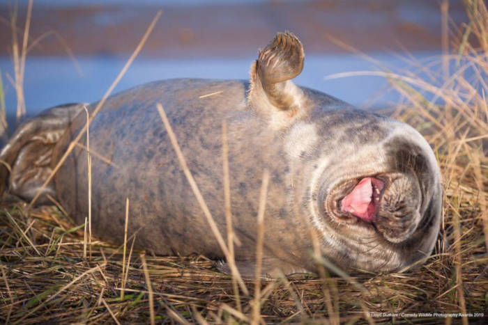 Adorable Photos From The 2019 Comedy Wildlife Photography Awards 16