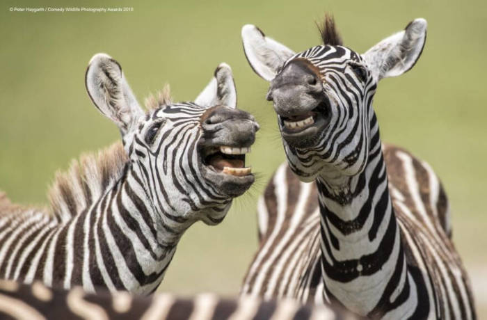 Adorable Photos From The 2019 Comedy Wildlife Photography Awards 17