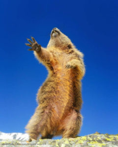 Adorable Photos From The 2019 Comedy Wildlife Photography Awards 19