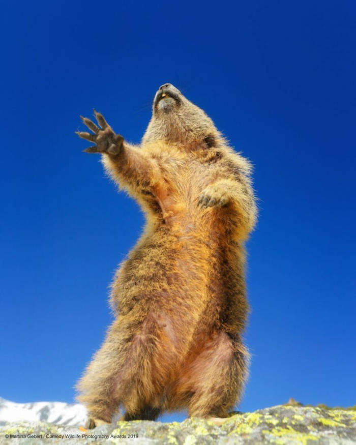 Adorable Photos From The 2019 Comedy Wildlife Photography Awards 19