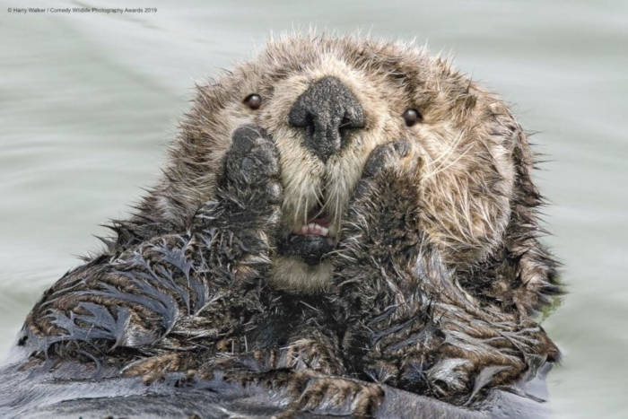 Adorable Photos From The 2019 Comedy Wildlife Photography Awards 2