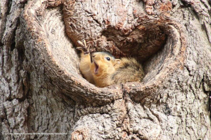 Adorable Photos From The 2019 Comedy Wildlife Photography Awards 21