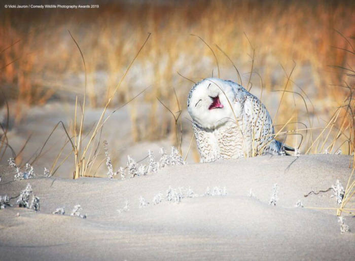 Adorable Photos From The 2019 Comedy Wildlife Photography Awards 3