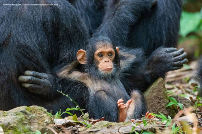 Adorable Photos From The 2019 Comedy Wildlife Photography Awards 4