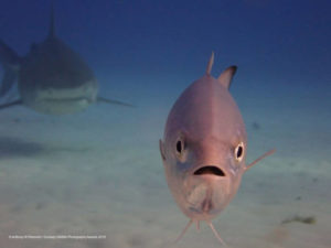 Adorable Photos From The 2019 Comedy Wildlife Photography Awards 5