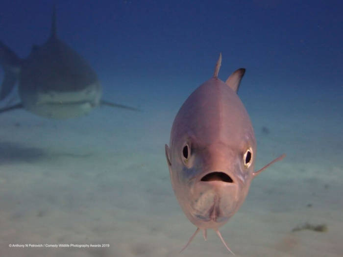 Adorable Photos From The 2019 Comedy Wildlife Photography Awards 5