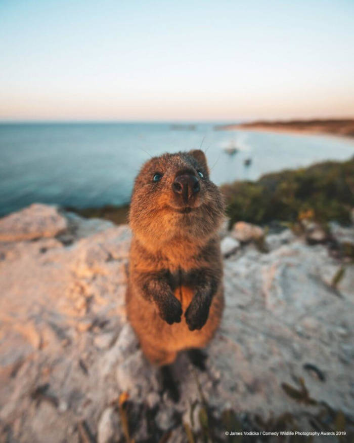 Adorable Photos From The 2019 Comedy Wildlife Photography Awards 7