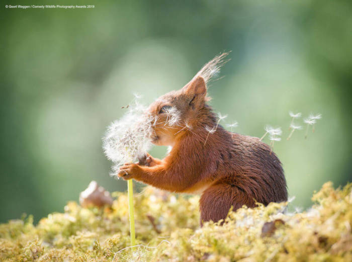 Adorable Photos From The 2019 Comedy Wildlife Photography Awards 9