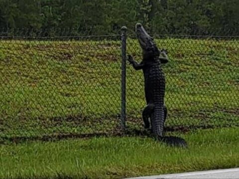alligator climbs fence 3 1200x698 1