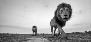 The Mara 1