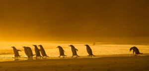 comedy wildlife 9