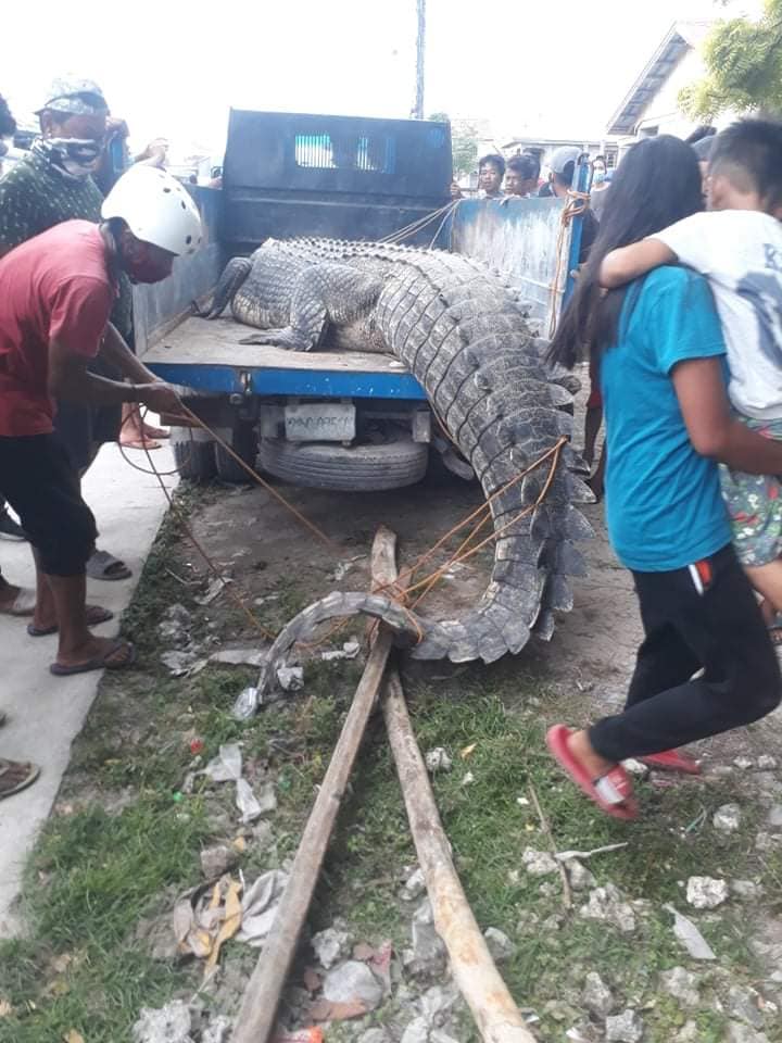 crocodile tawi tawi 2