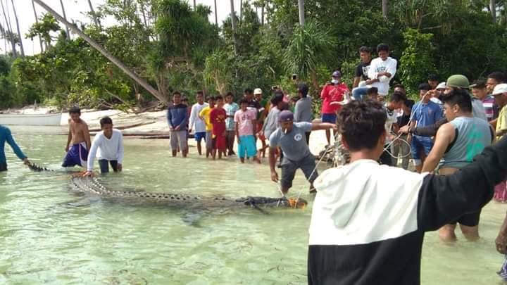 crocodile tawi tawi 3