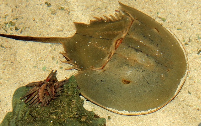 horseshoe crab