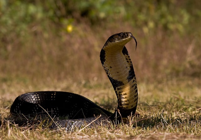 king cobra