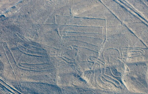 nazca pelican resize md