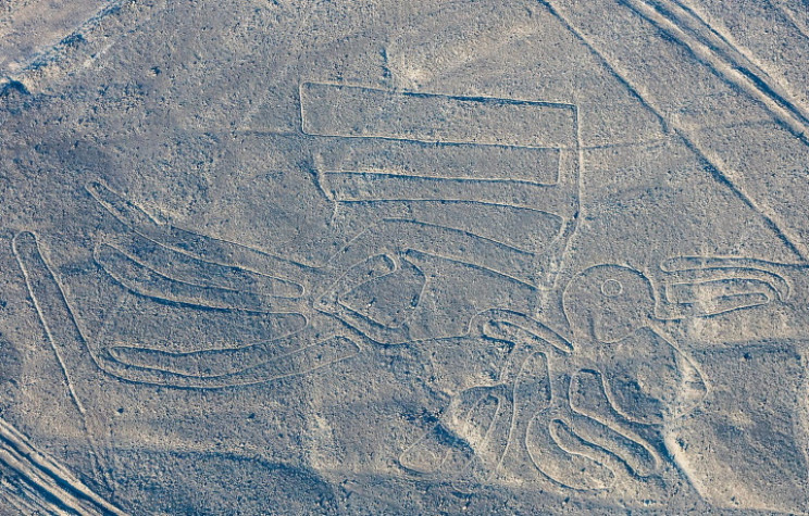 nazca pelican resize md