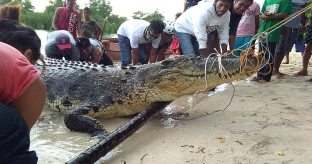 new largest crocodile in captivity