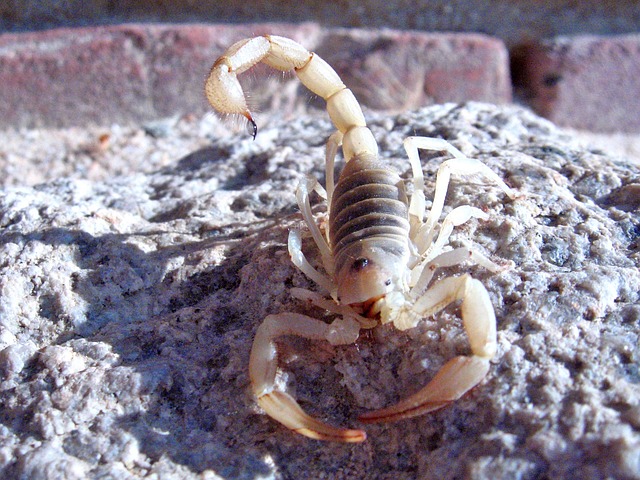 scorpion