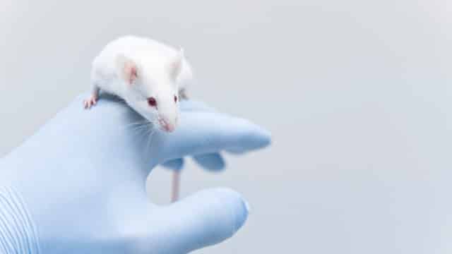 human stem cells diabetes mice 1
