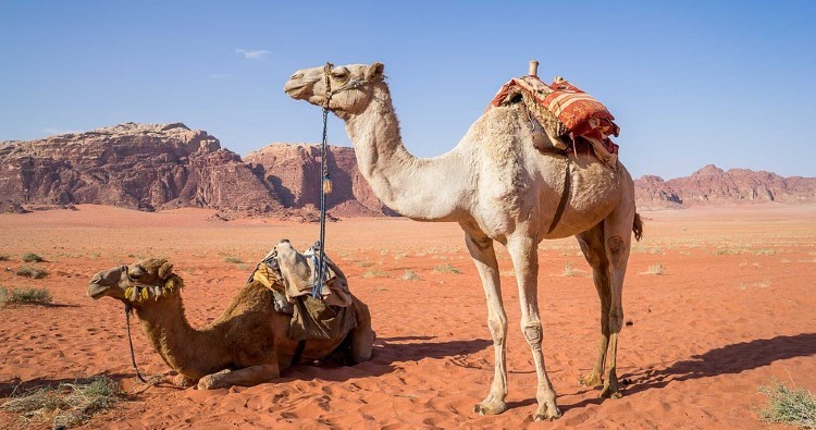 camels 1
