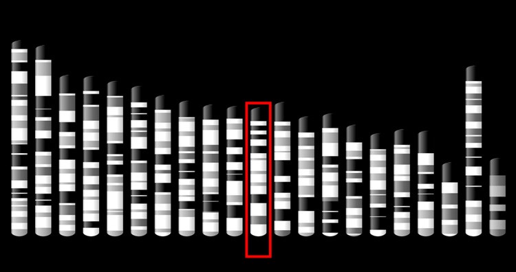 chromosome