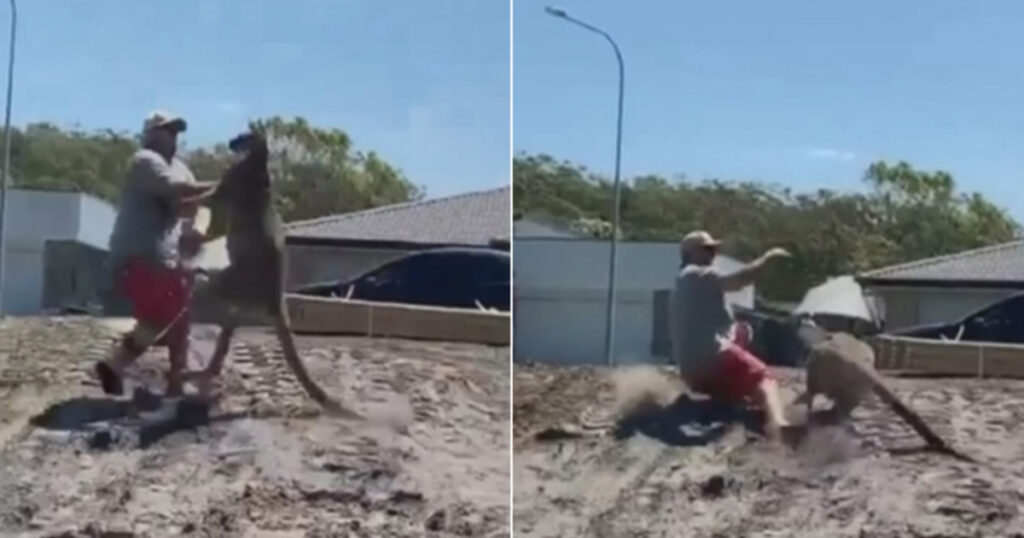 dad punched kicked by kangaroo featured