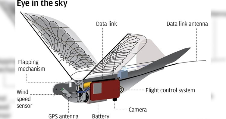 drone dove