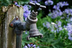 Plants-and-Sound-of-Flowing-Water