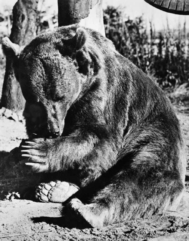 Wojtek at Winfield Aerodrome on Sunwick Farm near Hutton in Berwickshire after the war