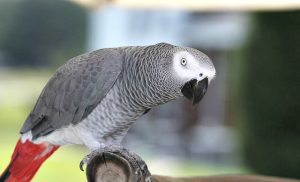 African Grey Parrot