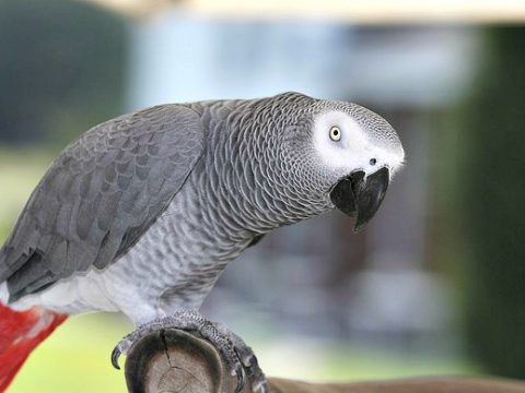 African Grey Parrot