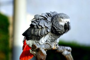 Heidi African Grey